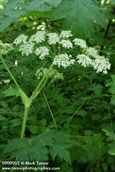 Giant Hogweed blossoms