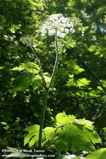 Giant Hogweed