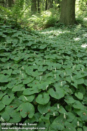 May Lilies form woodland groundcover