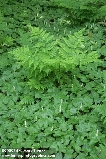 May Lilies form woodland groundcover, punctuated by Lady Fern