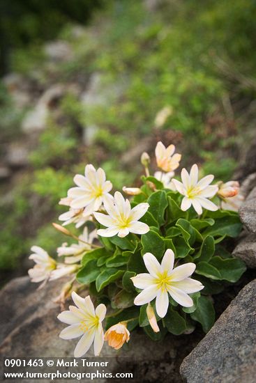 Tweedy's Lewisia