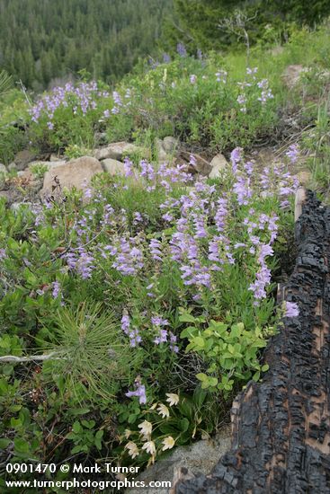 Shrubby Penstemon w/ Tweedy's Lewisia along burned log