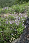Shrubby Penstemon w/ Tweedy's Lewisia along burned log