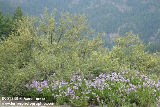 Shrubby Penstemon at base of Bitterbrush