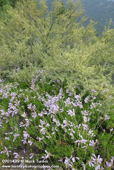 Shrubby Penstemon at base of Bitterbrush