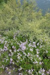 Shrubby Penstemon at base of Bitterbrush