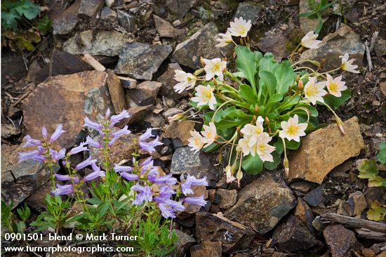 Tweedy's Lewisia w/ Shrubby Penstemon