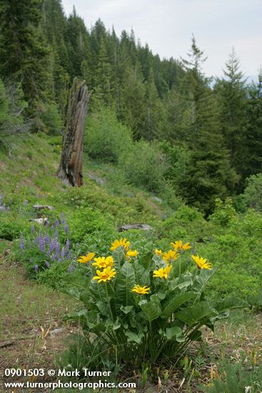 Arrowleaf Balsamroot w/ Lupines & forest bkgnd