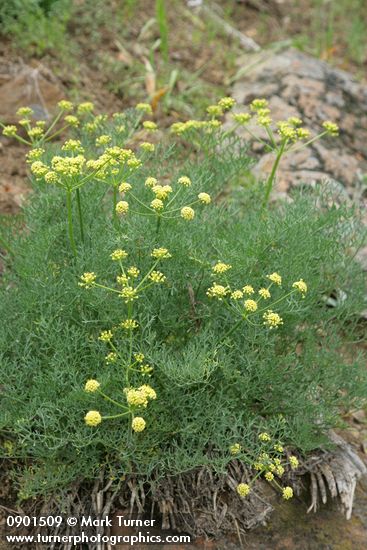 Thompson's Desert Parsley