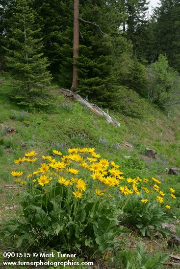 Arrowleaf Balsamroot w/ forest bkgnd