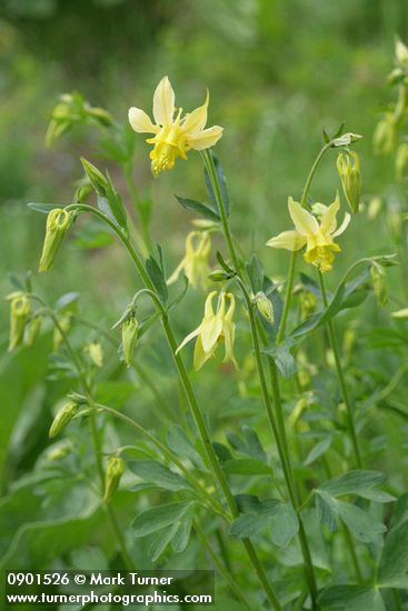 Golden Columbine
