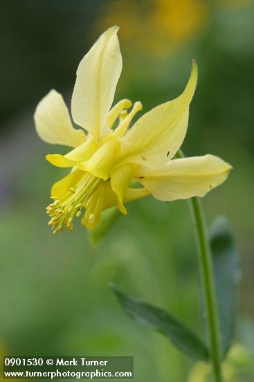 Golden Columbine blossom detail