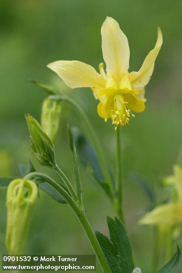 Golden Columbine blossom