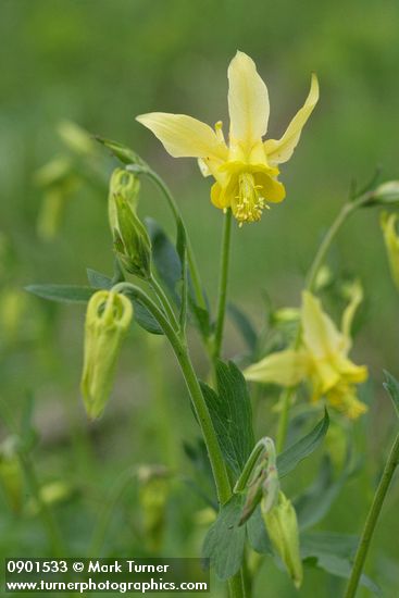 Golden Columbine