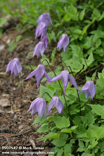 Western Blue Clematis