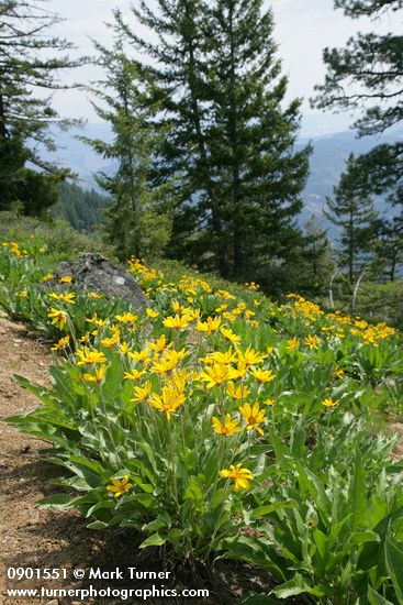 Arrowleaf Balsamroot w/ conifers bkgnd