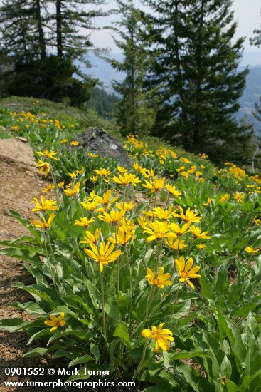 Arrowleaf Balsamroot w/ conifers bkgnd