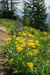 Arrowleaf Balsamroot w/ conifers bkgnd