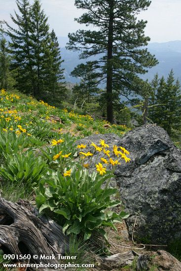 Arrowleaf Balsamroot w/ conifers bkgnd