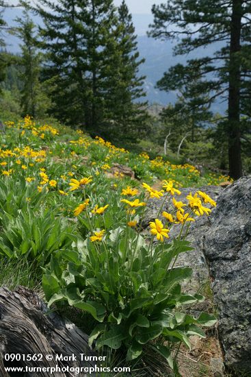 Arrowleaf Balsamroot w/ conifers bkgnd