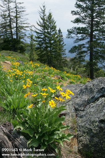 Arrowleaf Balsamroot w/ conifers bkgnd