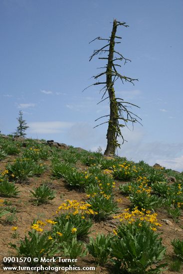 Arrowleaf Balsamroot fills subalpine meadow w/ twisted snag on horizon