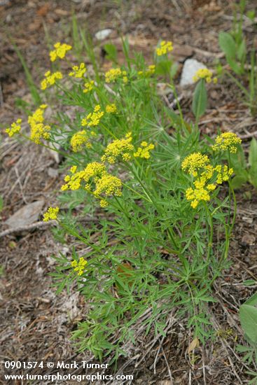 Brandegee's Desert Parsley