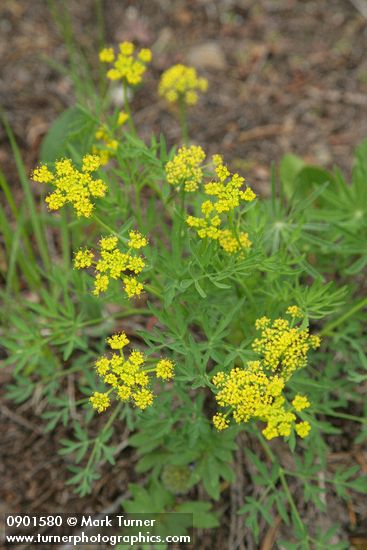 Brandegee's Desert Parsley