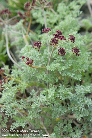 Wenatchee Desert Parsley