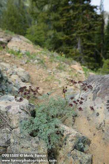 Wenatchee Desert Parsley on serpentine outcrop