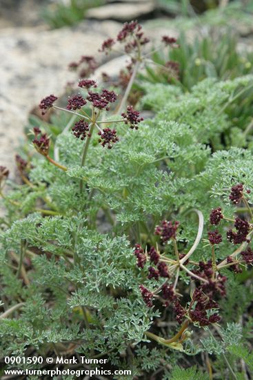 Wenatchee Desert Parsley