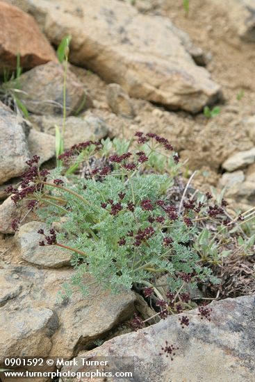 Wenatchee Desert Parsley
