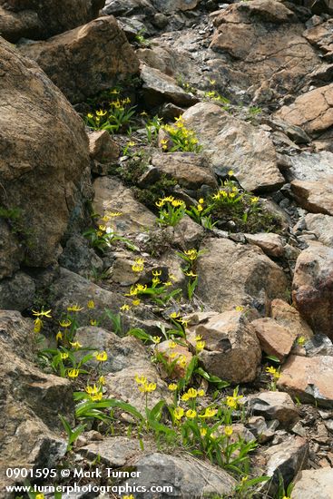 Glacier Lilies among rocks