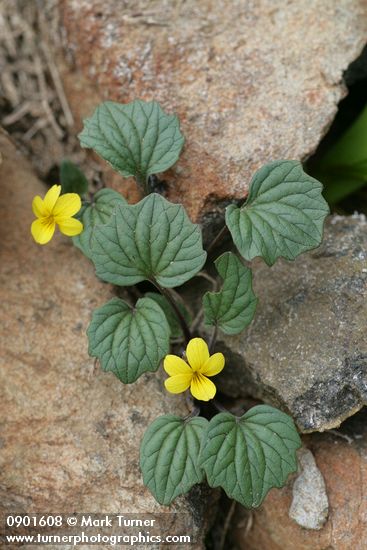 Goosefoot Violet