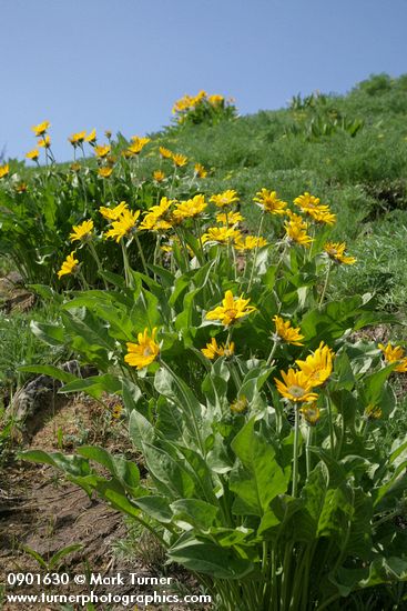 Arrowleaf Balsamroot in subalpine meadow