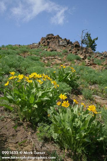 Arrowleaf Balsamroot in subalpine meadow w/ Thompson's Desert Parsley