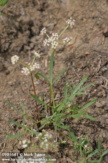 Geyer's Biscuitroot