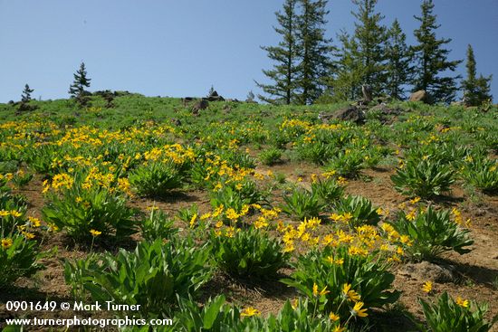 Arrowleaf Balsamroot fills subalpine meadow
