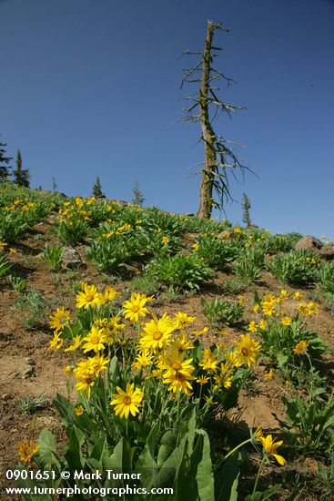 Arrowleaf Balsamroot fills subalpine meadow w/ twisted snag on horizon