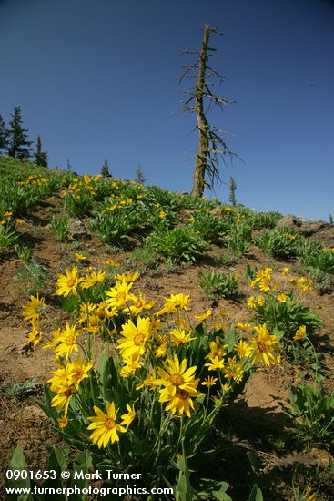 Arrowleaf Balsamroot fills subalpine meadow w/ twisted snag on horizon
