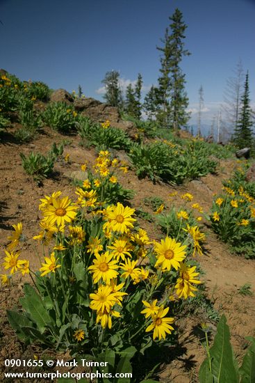 Arrowleaf Balsamroot w/ conifers bkgnd
