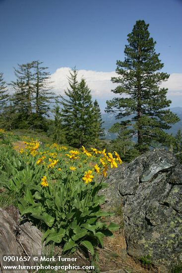 Arrowleaf Balsamroot w/ conifers bkgnd