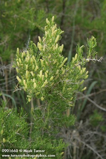 Greasewood blossoms & foliage