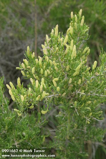 Greasewood blossoms & foliage