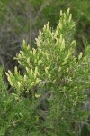 Greasewood blossoms & foliage