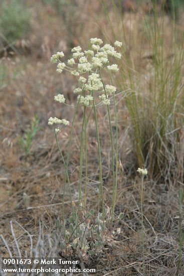 Strict Desert Buckwheat