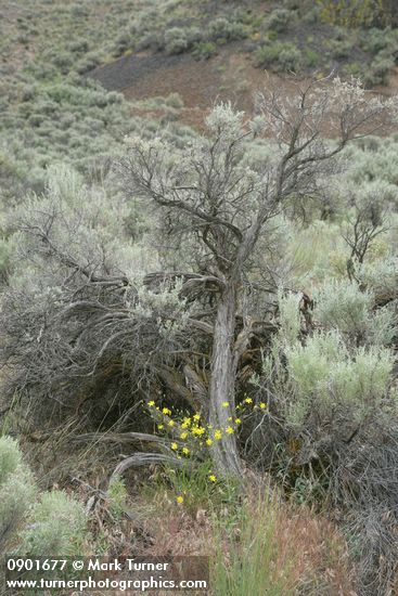 Slender Hawksbeard at base of Big Sagebrush