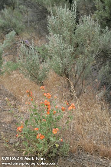 Orange Globe Mallow