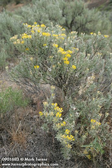 Spineless Horsebrush