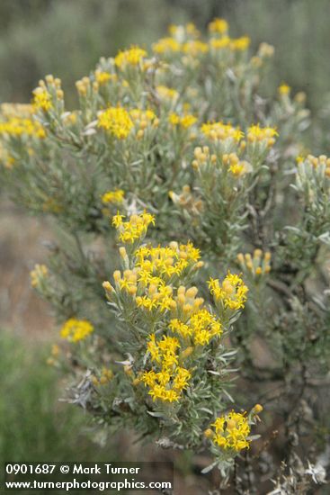 Spineless Horsebrush blossoms